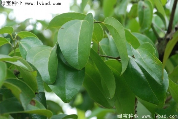 <a href='http://njszjj.com/yaocaizhongzi/2315.html' target='_blank'>蓽澄茄種子</a>