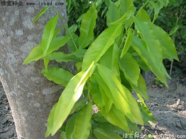 <a href='http://njszjj.com/yaocaizhongzi/2315.html' target='_blank'>蓽澄茄</a><a href='http://njszjj.com/' target='_blank'>種子</a>