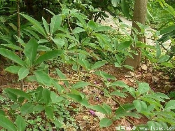<a href='http://njszjj.com/yaocaizhongzi/2315.html' target='_blank'>蓽澄茄種子</a>