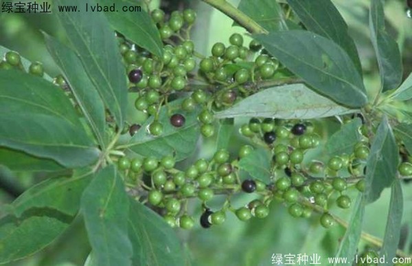 <a href='http://njszjj.com/yaocaizhongzi/2315.html' target='_blank'>蓽澄茄</a><a href='http://njszjj.com/' target='_blank'>種子</a>