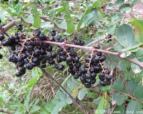 馬桑<a href='http://njszjj.com/' target='_blank'>種子</a>