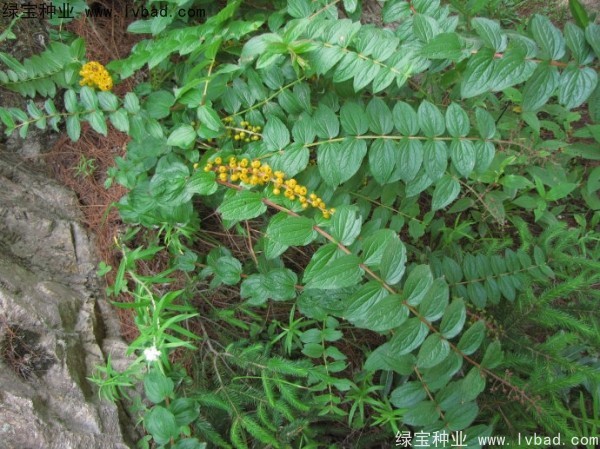 <a href='http://njszjj.com/yaocaizhongzi/2316.html' target='_blank'>馬桑種子</a>