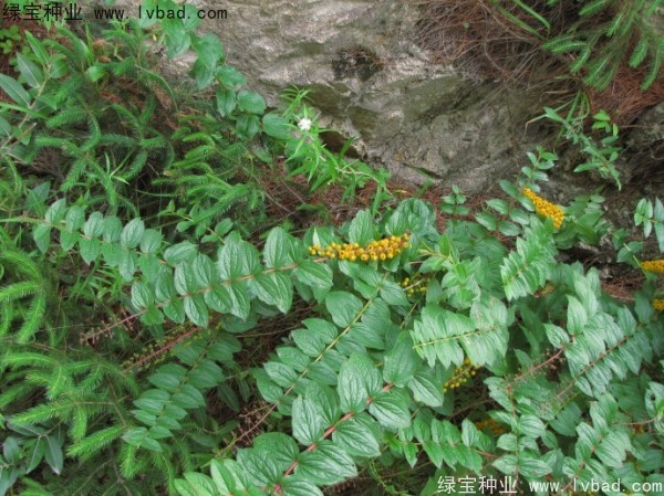 馬桑<a href='http://njszjj.com/' target='_blank'>種子</a>