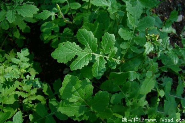 <a href='http://njszjj.com/yaocaizhongzi/2317.html' target='_blank'>白芥子種子</a>