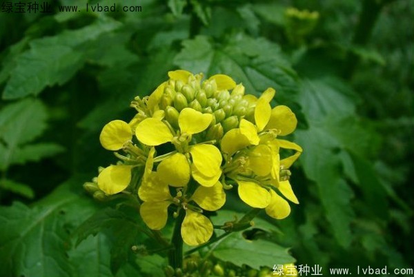 <a href='http://njszjj.com/yaocaizhongzi/2317.html' target='_blank'>白芥子種子</a>