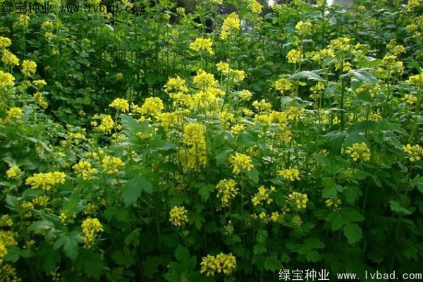 <a href='http://njszjj.com/yaocaizhongzi/2317.html' target='_blank'>白芥子種子</a>
