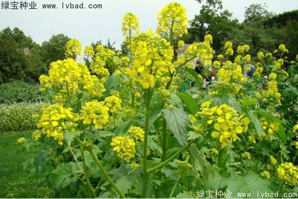 <a href='http://njszjj.com/yaocaizhongzi/2317.html' target='_blank'>白芥子</a><a href='http://njszjj.com/' target='_blank'>種子</a>