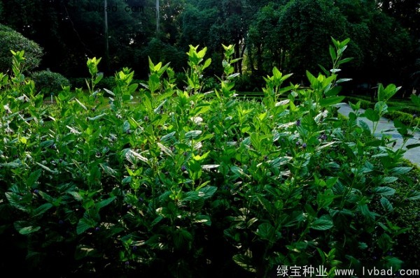 補(bǔ)骨脂種子