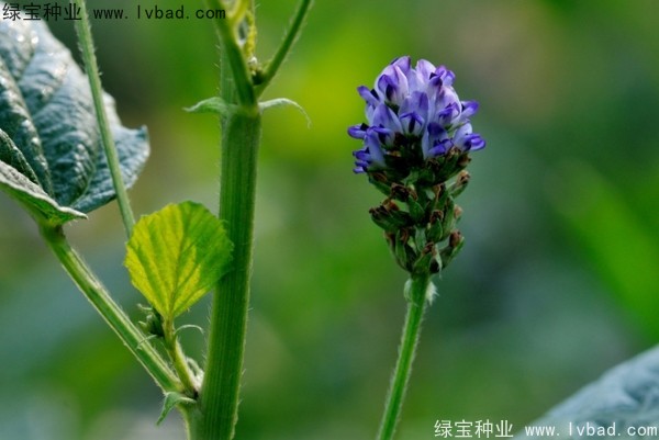 <a href='http://njszjj.com/yaocaizhongzi/2318.html' target='_blank'>補(bǔ)骨脂種子</a>