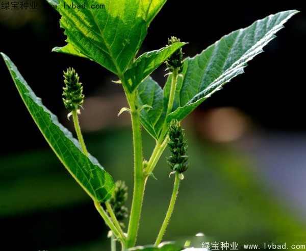 補(bǔ)骨脂種子