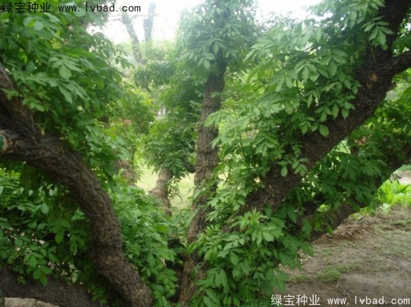 <a href='http://njszjj.com/yaocaizhongzi/2319.html' target='_blank'>接骨木種子</a>