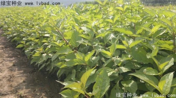 接骨木<a href='http://njszjj.com/' target='_blank'>種子</a>