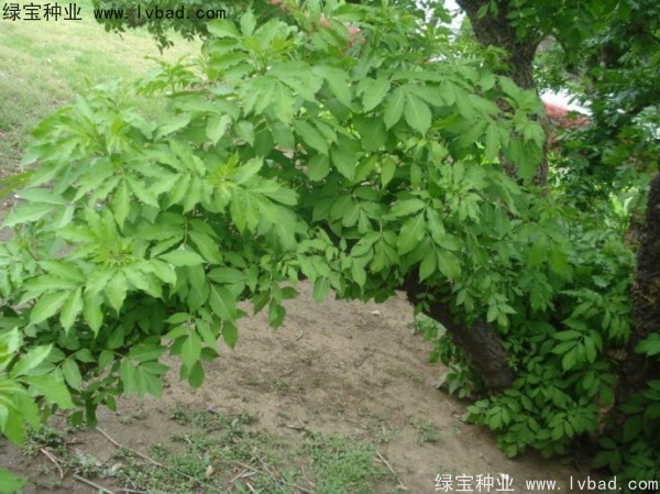 <a href='http://njszjj.com/yaocaizhongzi/2319.html' target='_blank'>接骨木</a><a href='http://njszjj.com/' target='_blank'>種子</a>