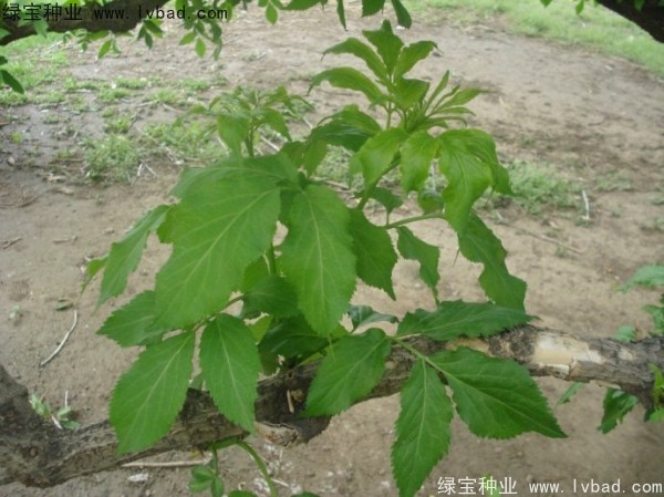<a href='http://njszjj.com/yaocaizhongzi/2319.html' target='_blank'>接骨木種子</a>
