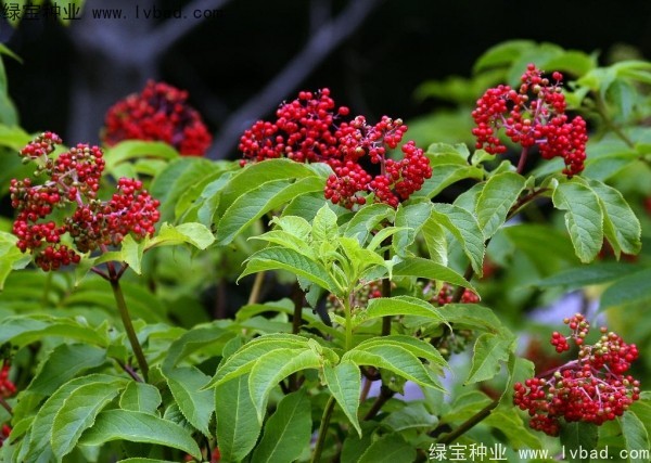 <a href='http://njszjj.com/yaocaizhongzi/2319.html' target='_blank'>接骨木種子</a>