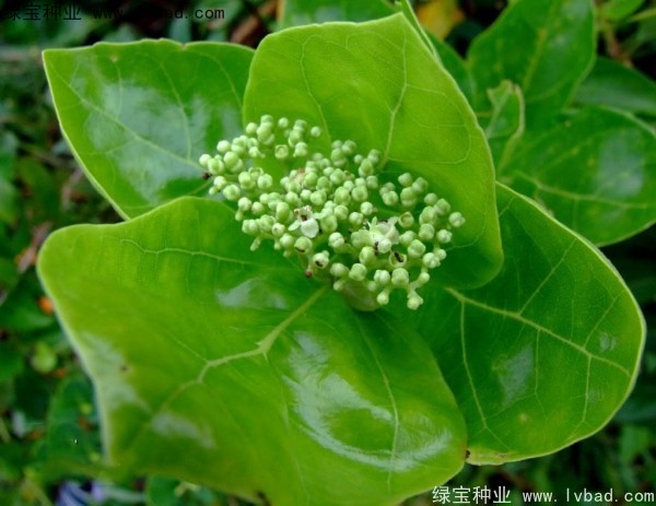 黃荊<a href='http://njszjj.com/' target='_blank'>種子</a>