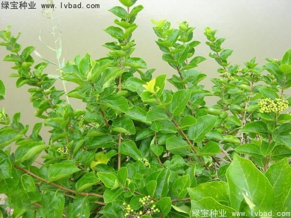 <a href='http://njszjj.com/yaocaizhongzi/2320.html' target='_blank'>黃荊種子</a>