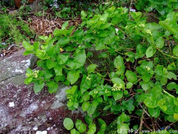 黃荊<a href='http://njszjj.com/' target='_blank'>種子</a>