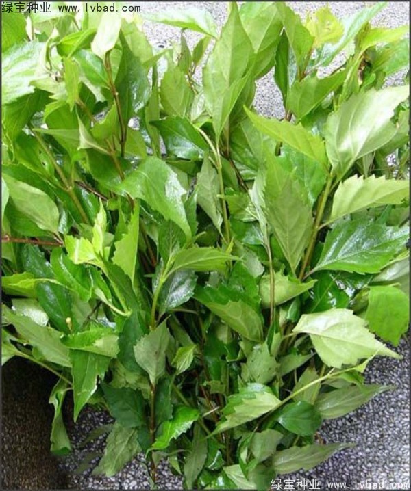 黃荊<a href='http://njszjj.com/' target='_blank'>種子</a>