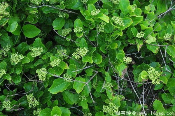 <a href='http://njszjj.com/yaocaizhongzi/2320.html' target='_blank'>黃荊種子</a>