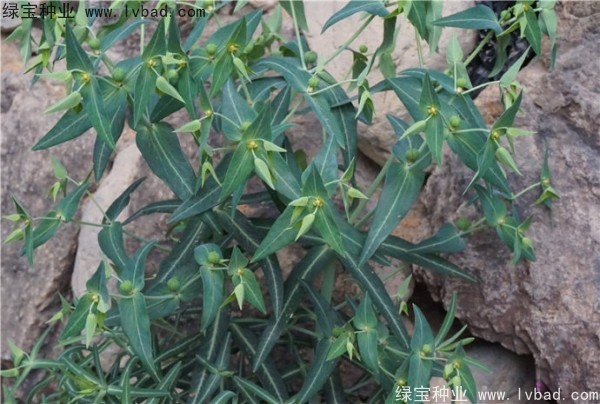 <a href='http://njszjj.com/yaocaizhongzi/2322.html' target='_blank'>千金子種子</a>