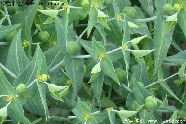 <a href='http://njszjj.com/yaocaizhongzi/2322.html' target='_blank'>千金子種子</a>