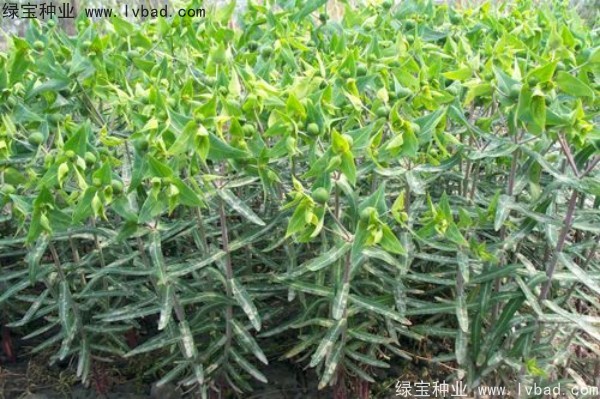 <a href='http://njszjj.com/yaocaizhongzi/2322.html' target='_blank'>千金子</a><a href='http://njszjj.com/' target='_blank'>種子</a>