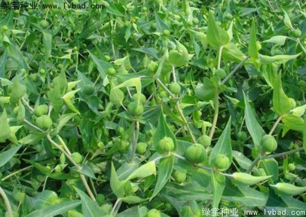 <a href='http://njszjj.com/yaocaizhongzi/2322.html' target='_blank'>千金子</a><a href='http://njszjj.com/' target='_blank'>種子</a>
