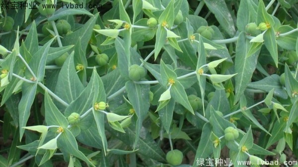 <a href='http://njszjj.com/yaocaizhongzi/2322.html' target='_blank'>千金子種子</a>