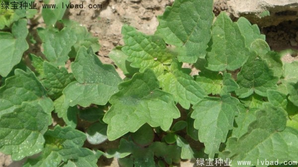 <a href='http://njszjj.com/yaocaizhongzi/2323.html' target='_blank'>藿香種子</a>