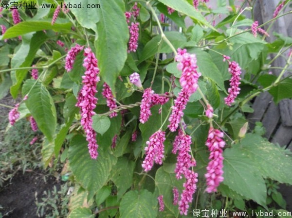 <a href='http://njszjj.com/yaocaizhongzi/2324.html' target='_blank'>水紅花種子</a>