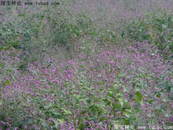 <a href='http://njszjj.com/yaocaizhongzi/2324.html' target='_blank'>水紅花</a><a href='http://njszjj.com/' target='_blank'>種子</a>