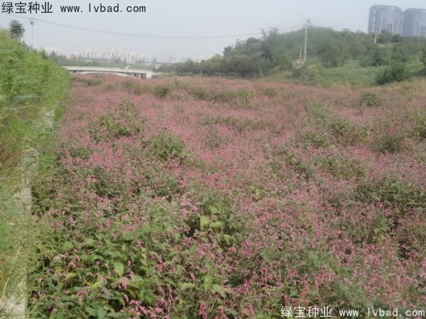 水<a href='http://njszjj.com/yaocaizhongzi/2335.html' target='_blank'>紅花種子</a>