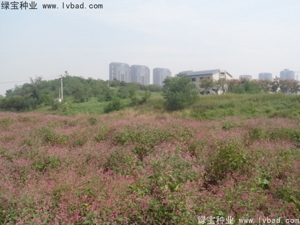 <a href='http://njszjj.com/yaocaizhongzi/2324.html' target='_blank'>水紅花種子</a>