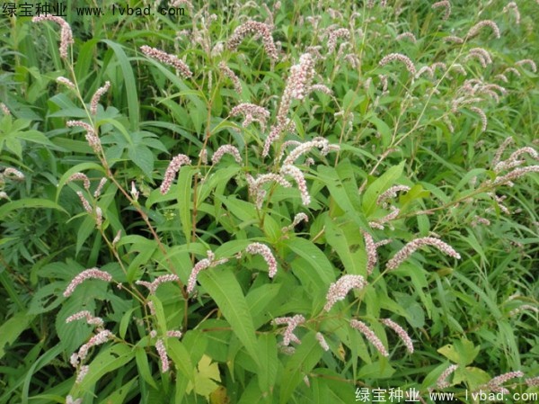 <a href='http://njszjj.com/yaocaizhongzi/2324.html' target='_blank'>水紅花種子</a>