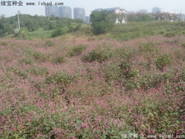 水<a href='http://njszjj.com/yaocaizhongzi/2335.html' target='_blank'>紅花</a><a href='http://njszjj.com/' target='_blank'>種子</a>