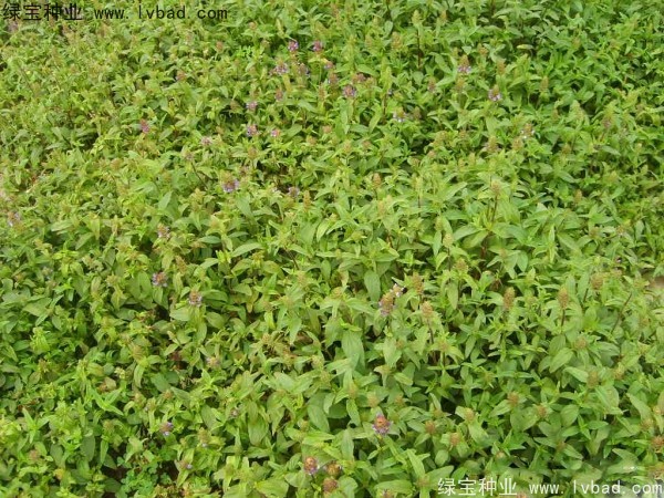 <a href='http://njszjj.com/yaocaizhongzi/2325.html' target='_blank'>夏枯球種子</a>