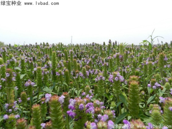 <a href='http://njszjj.com/yaocaizhongzi/2325.html' target='_blank'>夏枯球</a><a href='http://njszjj.com/' target='_blank'>種子</a>