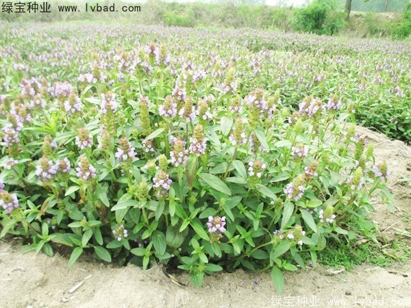 <a href='http://njszjj.com/yaocaizhongzi/2325.html' target='_blank'>夏枯球種子</a>