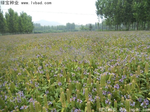 <a href='http://njszjj.com/yaocaizhongzi/2325.html' target='_blank'>夏枯球</a><a href='http://njszjj.com/' target='_blank'>種子</a>