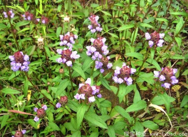 <a href='http://njszjj.com/yaocaizhongzi/2325.html' target='_blank'>夏枯球種子</a>