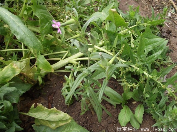 王不留<a href='http://njszjj.com/' target='_blank'>種子</a>