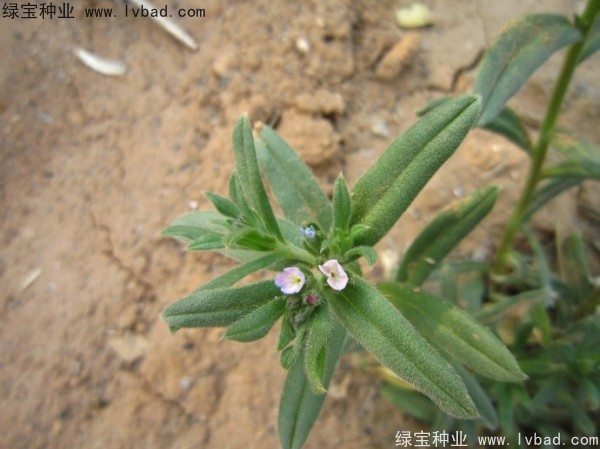 王不留<a href='http://njszjj.com/' target='_blank'>種子</a>