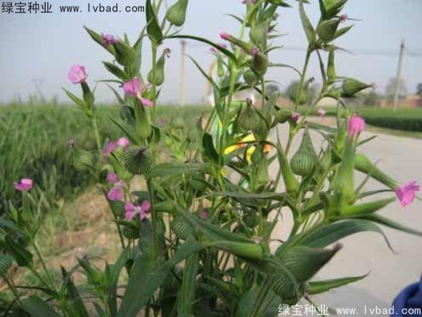 <a href='http://njszjj.com/yaocaizhongzi/2326.html' target='_blank'>王不留種子</a>