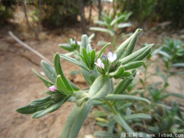 <a href='http://njszjj.com/yaocaizhongzi/2326.html' target='_blank'>王不留種子</a>