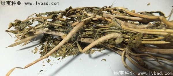 <a href='http://njszjj.com/yaocaizhongzi/2327.html' target='_blank'>葫蘆巴種子</a>