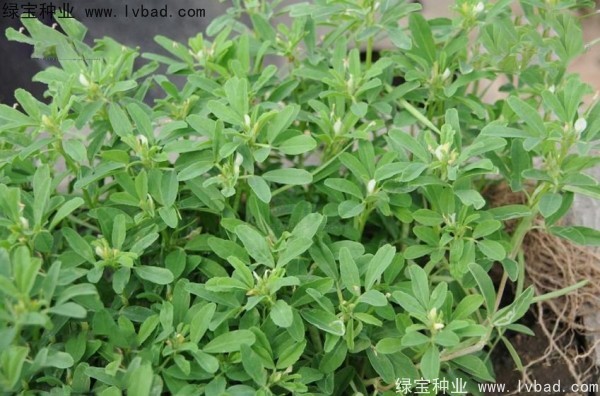 <a href='http://njszjj.com/yaocaizhongzi/2327.html' target='_blank'>葫蘆巴種子</a>