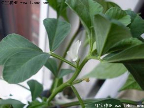 <a href='http://njszjj.com/yaocaizhongzi/2327.html' target='_blank'>葫蘆巴</a><a href='http://njszjj.com/' target='_blank'>種子</a>