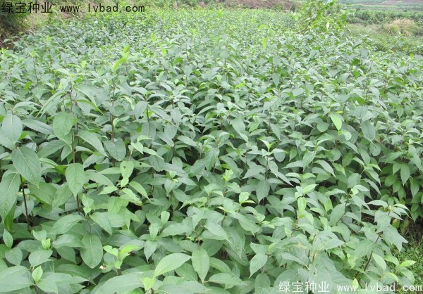 <a href='http://njszjj.com/yaocaizhongzi/2329.html' target='_blank'>杜仲種子</a>