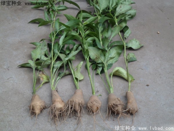 <a href='http://njszjj.com/yaocaizhongzi/2330.html' target='_blank'>白術(shù)</a><a href='http://njszjj.com/' target='_blank'>種子</a>